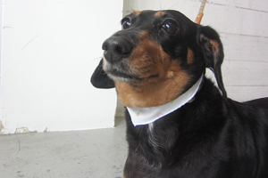 チェリーちゃんアイキャッチ