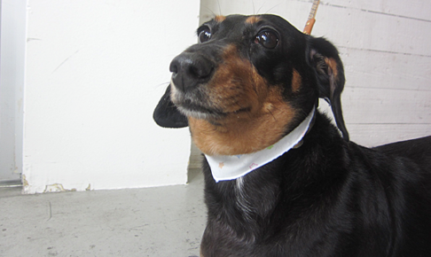 チェリーちゃんアイキャッチ