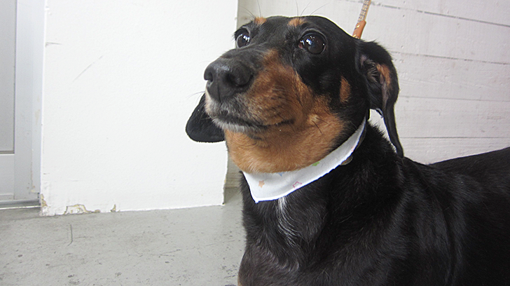 チェリーちゃんアイキャッチ