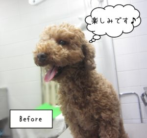 TPのゆずちゃんカット前