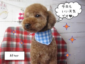 TPのゆずちゃん施術後