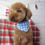 ゆずちゃんアイキャッチ