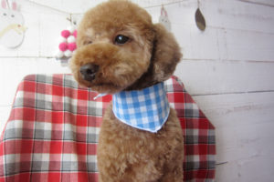 ゆずちゃんアイキャッチ