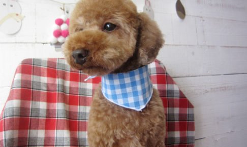 ゆずちゃんアイキャッチ