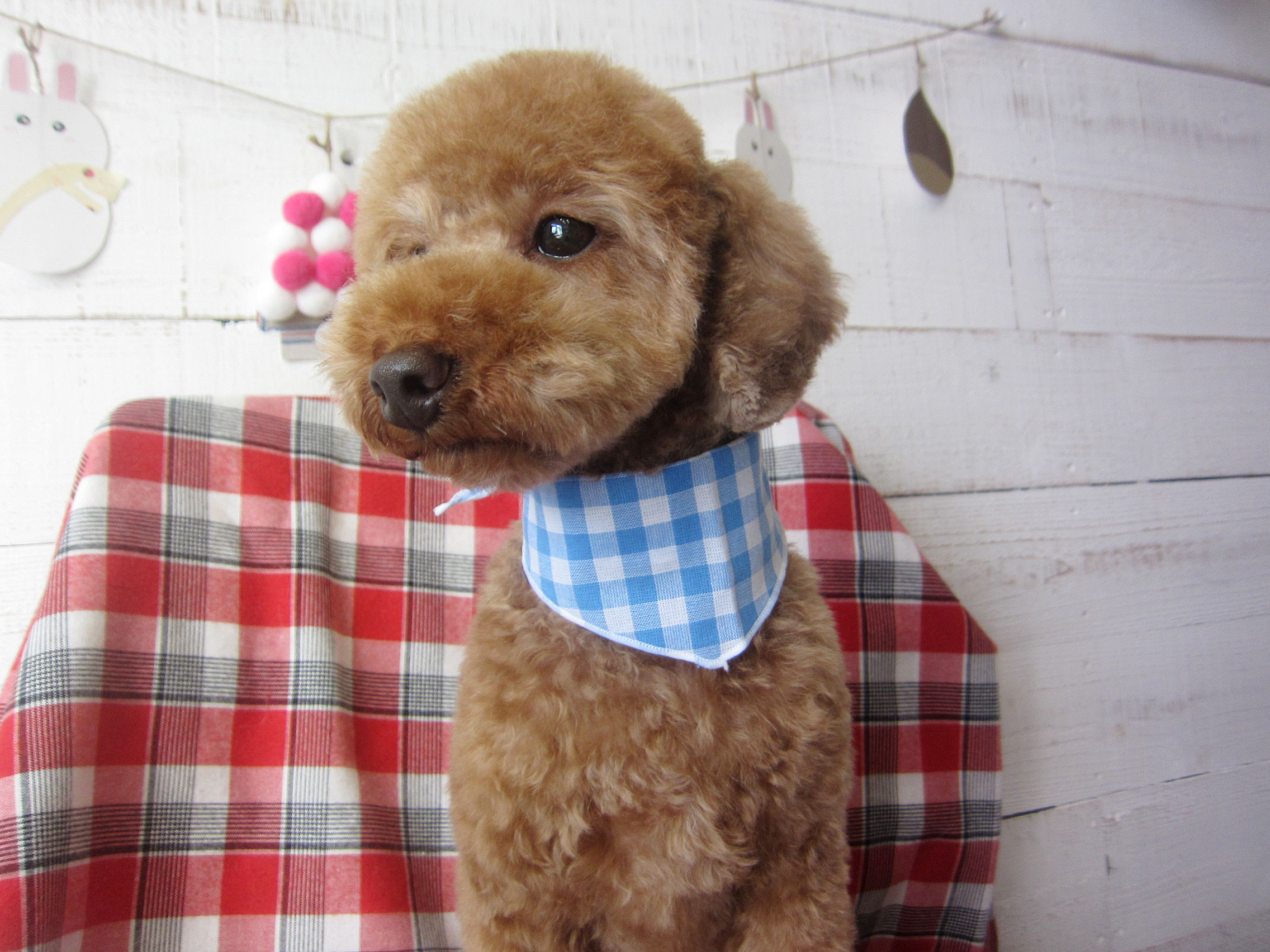 ゆずちゃんアイキャッチ