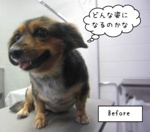 Mixの小春ちゃんカット前