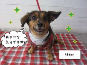 MDの小春ちゃん施術後