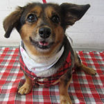 小春ちゃんアイキャッチ