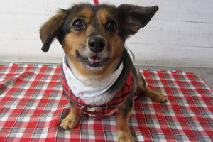 小春ちゃんアイキャッチ