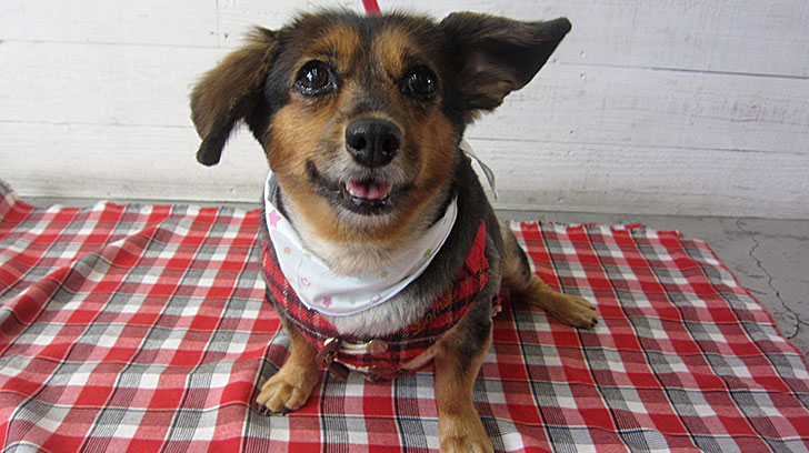 小春ちゃんアイキャッチ