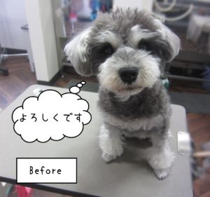Mシュナのベルちゃんカット前