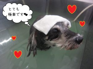Mシュナのベルちゃんスパ中