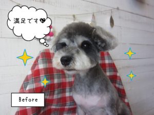 Mシュナのベルちゃん施術後