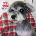 ベルちゃんアイキャッチ