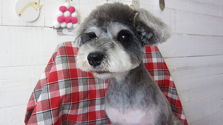 ベルちゃんアイキャッチ