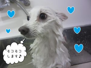 スピッツのモナちゃんシャンプー中