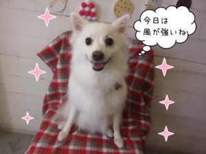 スピッツのモナちゃん施術後