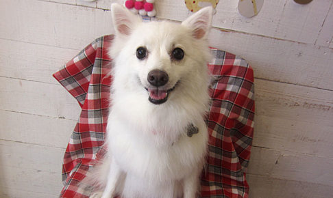 モナちゃんアイキャッチ