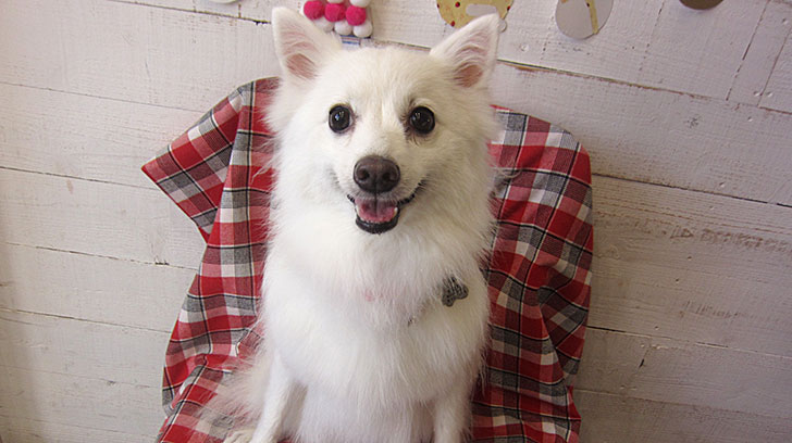 モナちゃんアイキャッチ