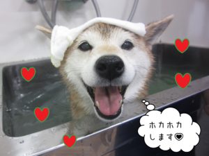 柴犬の華ちゃんスパ中