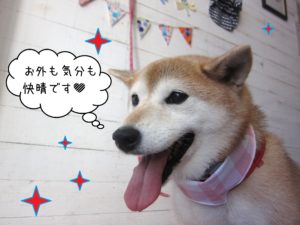 柴犬の華ちゃん施術後