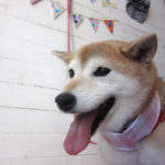 華ちゃんアイキャッチ