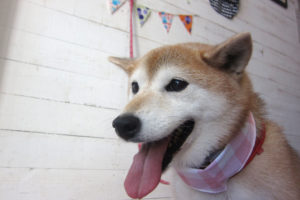 華ちゃんアイキャッチ