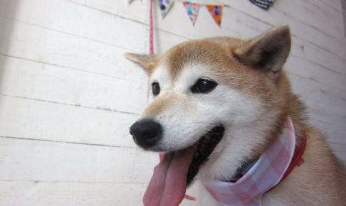 華ちゃんアイキャッチ