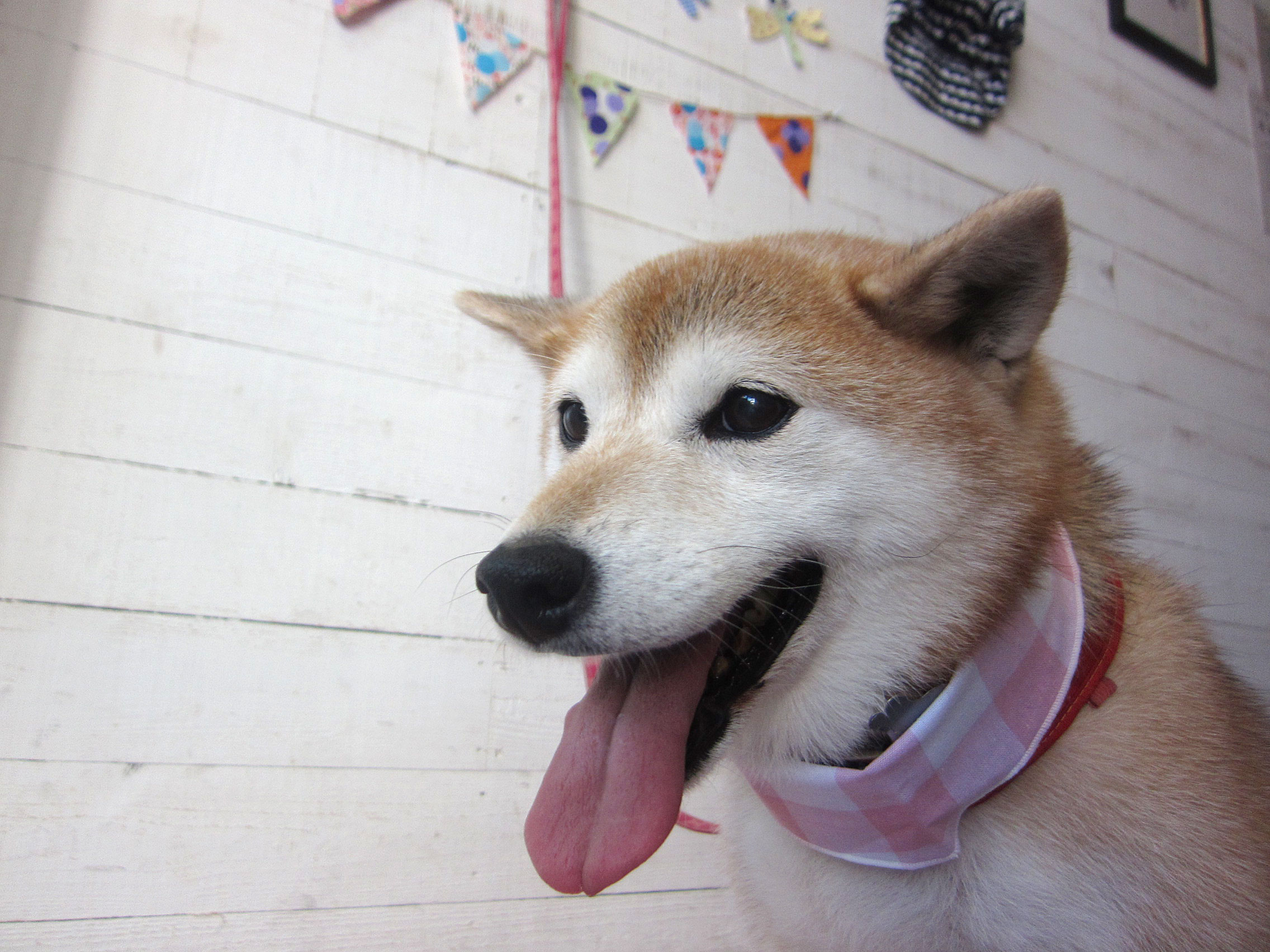 華ちゃんアイキャッチ