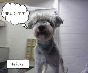 Mシュナのソルちゃんカット前