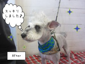 Mシュナのソルちゃん施術後