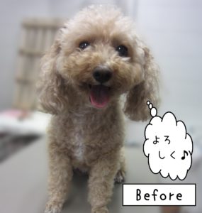 よろしくトイプー