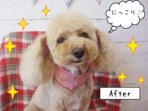 仕上がりトイプー