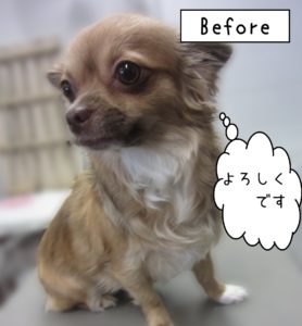 よろしくチワワ