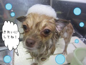 シャンプーチワワ