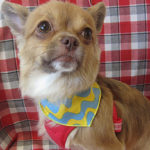 ココちゃんアイキャッチ