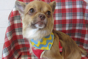 ココちゃんアイキャッチ