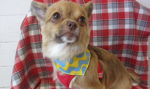 ココちゃんアイキャッチ