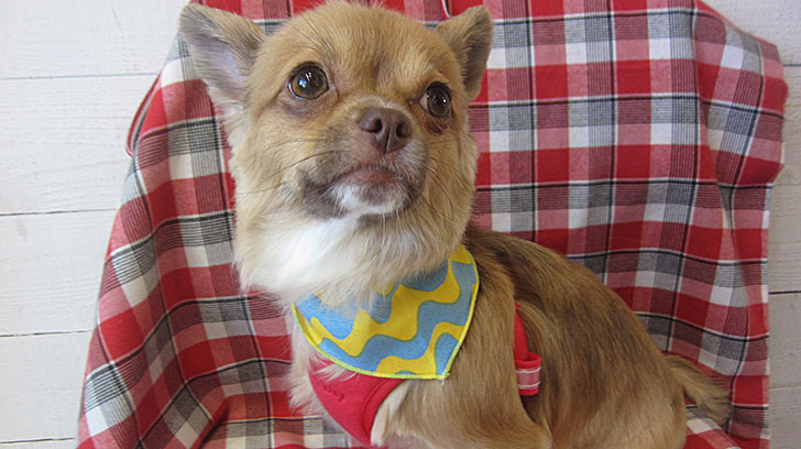 ココちゃんアイキャッチ