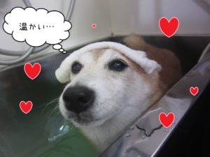 豆柴の花ちゃんスパ中