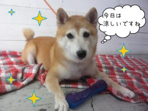 豆柴の花ちゃん施術後