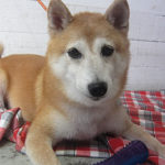 花ちゃんアイキャッチ