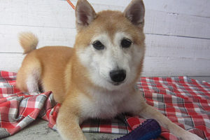 花ちゃんアイキャッチ