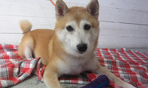 花ちゃんアイキャッチ