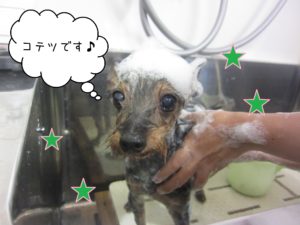 Mixのコテツちゃんシャンプー中