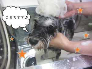 Mシュナのこまちちゃんシャンプー中