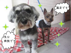 コテツちゃんこまちちゃん施術後