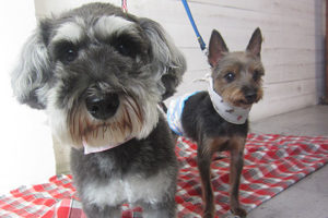 コテツちゃんこまちちゃんアイキャッチ