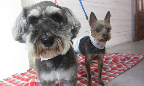 コテツちゃんこまちちゃんアイキャッチ