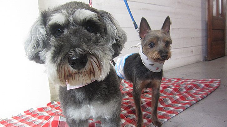 コテツちゃんこまちちゃんアイキャッチ